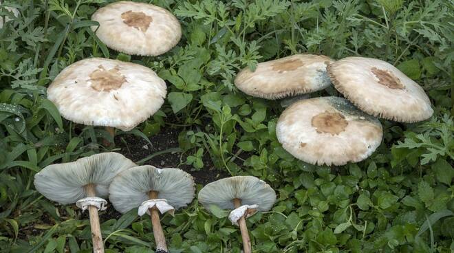 Chlorophyllum molybdites